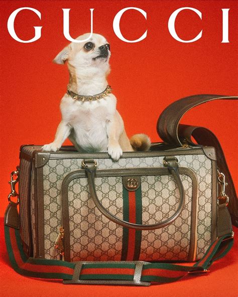 dog with gucci|gucci dog collection.